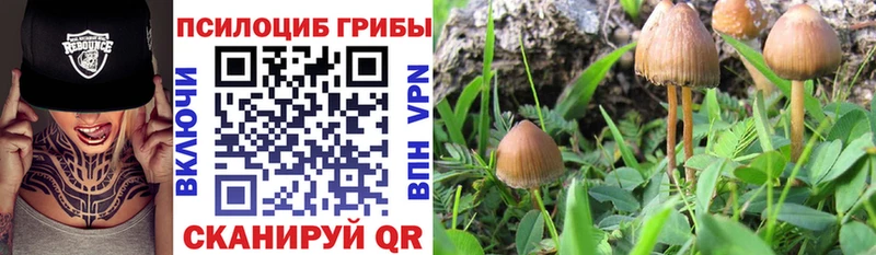 Купить  Покровск  Псилоцибиновые грибы мицелий 
